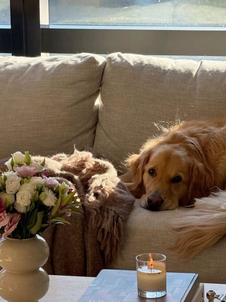 Evde Golden Köpeği ile Yaşam