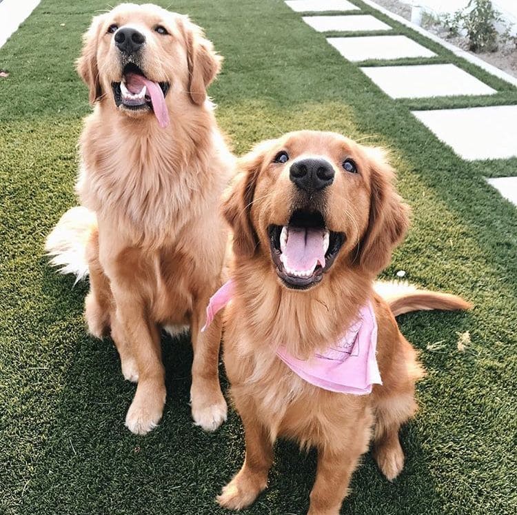 golden-köpeklerinin-diger-köpeklerle-ve-insanlarla-uyumu