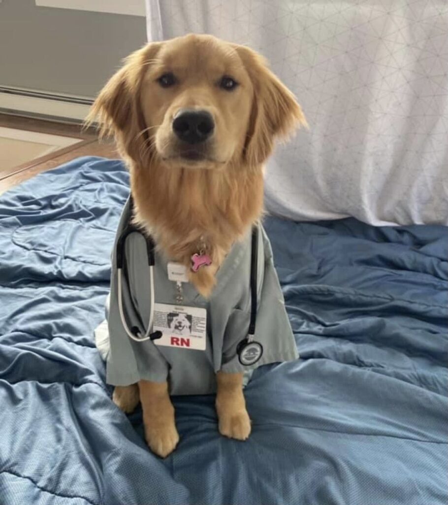 Golden Köpeklerinin Sık Görülen Sağlık Sorunları ve Önlemler