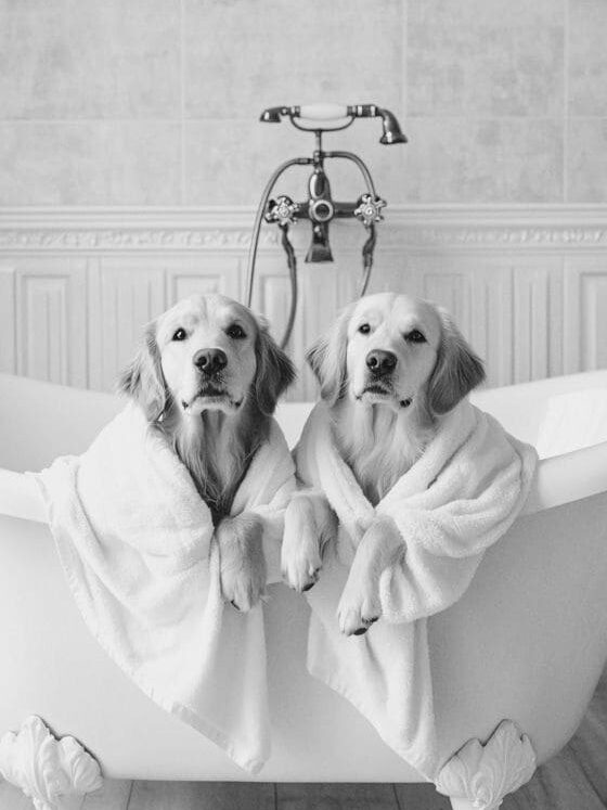 Golden Köpeklerinin Tüy Bakımı ve Banyo Sıklığı