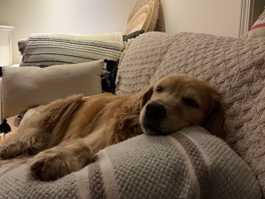 Golden Köpeklerinin Yeni Eve Uyum Sürecinde Dikkat Edilmesi Gerekenler