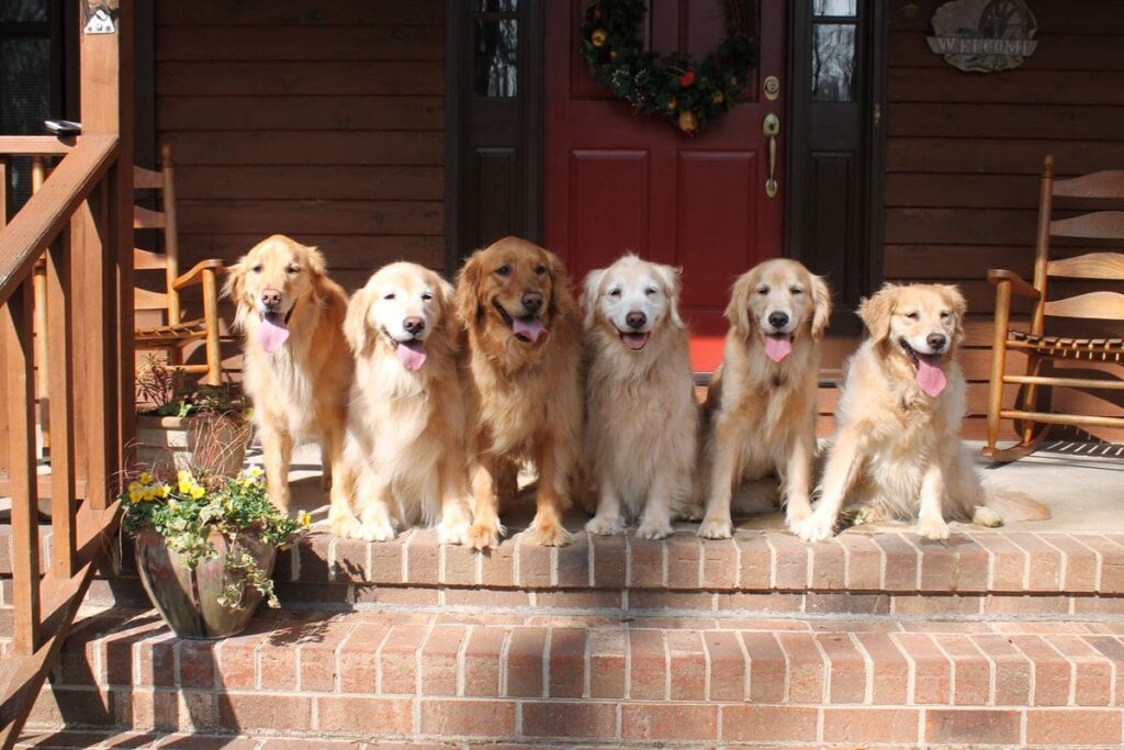 Golden Köpekleri Irkının kökeni ve tarihi
