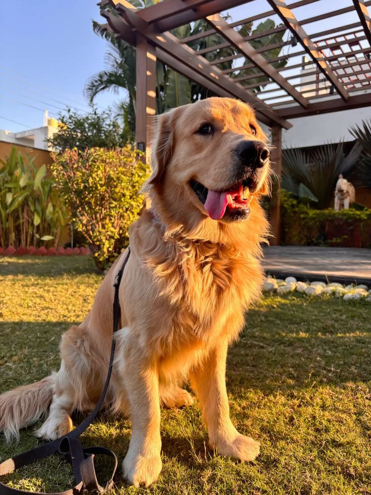 Golden köpeklerinin karakter özellikleri ve davranışları
