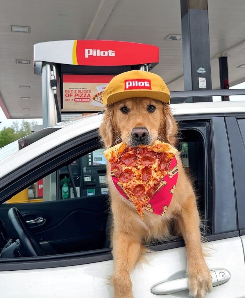 Golden Köpeklerinin Yaşa Göre Beslenme Planı